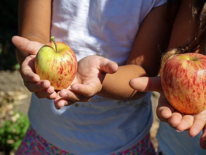 To personer står med æbler i hånden.