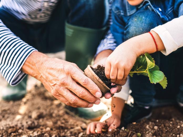 Billede af hænder, der planter en plante i jord.